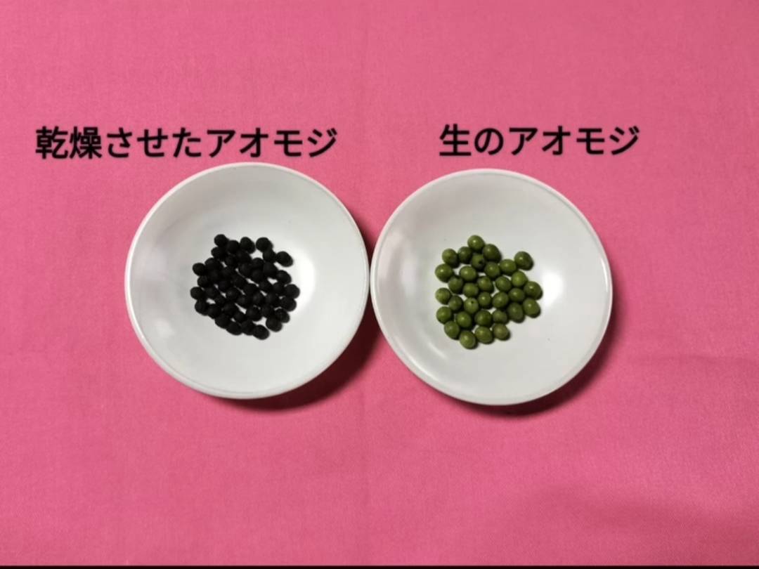 乾燥させたアオモジと生のアオモジの比較